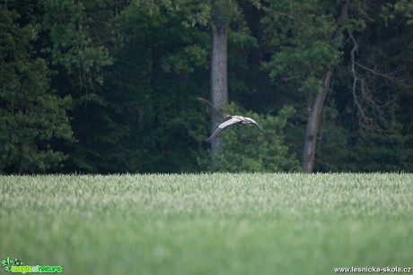 Jeřáb popelavý - Grus grus - Foto Lukáš Zahrádka 0518 (1)