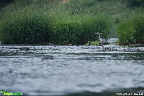 Volavka popelavá - Ardea cinerea - Foto Lukáš Zahrádka 0518