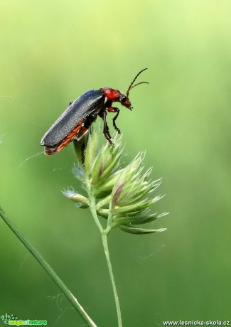 Momentky z hmyzí říše - Foto Miloslav Míšek 0518 (3)