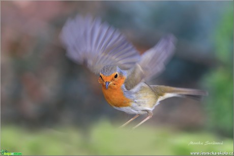 Červenka obecná - Erithacus rubecula - Foto Monika Suržinová 0618 (1)