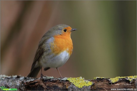 Červenka obecná - Erithacus rubecula - Foto Monika Suržinová 0618 (9)