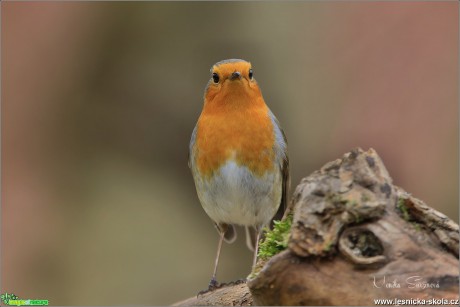 Červenka obecná - Erithacus rubecula - Foto Monika Suržinová 0618 (10)