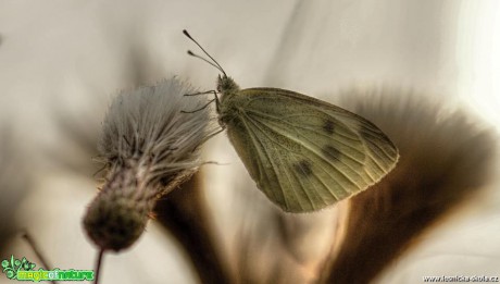 Šedé barvy, přesto krásné - Foto Ladislav Jonák 0518