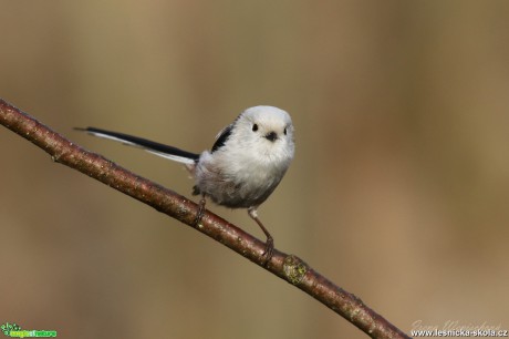 Mlynařík dlouhoocasý - Foto Irena Wenischová 0518