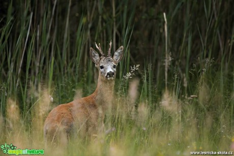 Srnec obecný - Capreolus capreolus - Foto Lukáš Zahrádka 0618 (2)