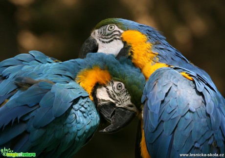 ZOO Praha - Ara ararauna - Foto Angelika Špicarová