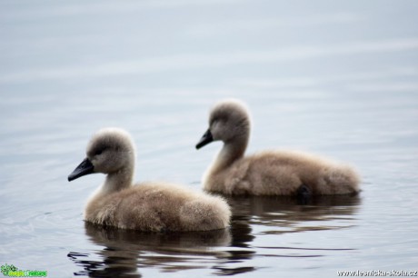 Labuť velká - Cygnus olor - Foto Marie Žďánská 0618 (2)