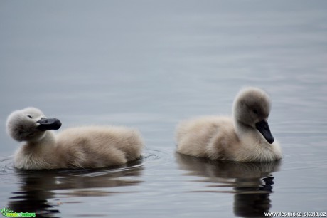 Labuť velká - Cygnus olor - Foto Marie Žďánská 0618 (3)