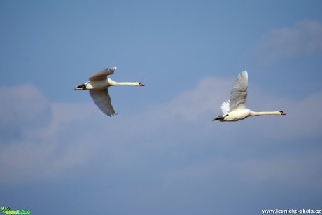 Labuť velká - Cygnus olor - Foto Marie Žďánská 0618 (4)