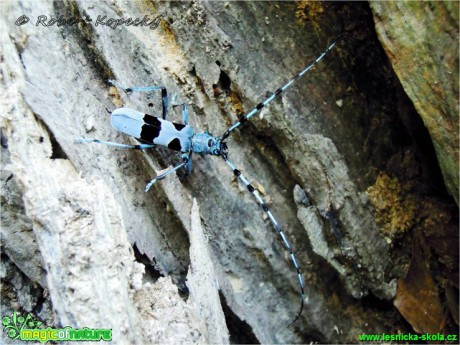 Tesařík alpský - Rosalia alpina - Foto Robert Kopecký