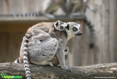 Lemur z chlebské ZOO - Foto Jana Vondráčková 0618