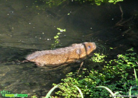 Hryzec vodní - Arvicola terrestris - Foto Miloslav Míšek 0618