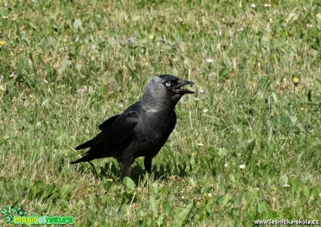 Kavka obecná - Corvus monedula - Foto Miloslav Míšek 0618