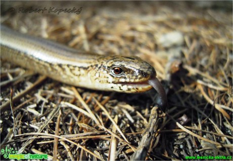 Slepýš křehký - Anquis fragilis - Foto Robert Kopecký