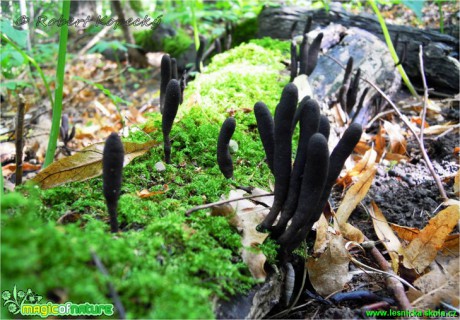 Dřevnatka dlouhonohá - Xylaria longipes - Foto Robert Kopecký