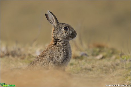 Králík divoký - Oryctolagus cuniculus - Foto Monika Suržinová 0618 (2)