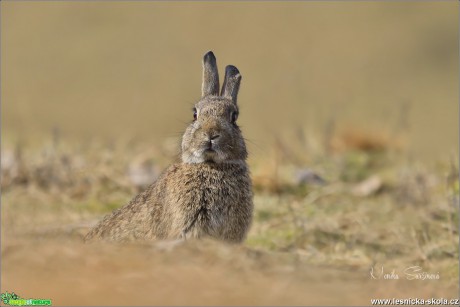 Králík divoký - Oryctolagus cuniculus - Foto Monika Suržinová 0618 (3)