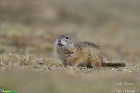 Sysel obecný - Spermophilus citellus - Foto Monika Suržinová 0618 (1)