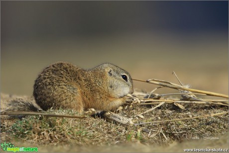 Sysel obecný - Spermophilus citellus - Foto Monika Suržinová 0618 (4)