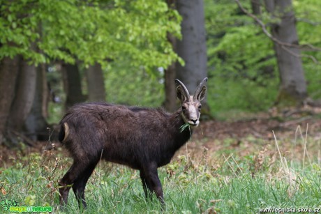 Kamzík horský - Rupicapra rupicapra - Foto Irena Wenischová 0618 (1)