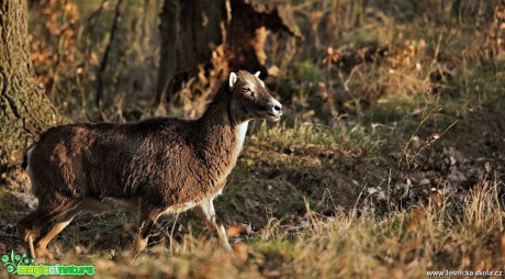 Fotografování mufloní zvěře - Foto Lukáš Zahrádka 0618 (1)