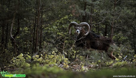 Fotografování mufloní zvěře - Foto Lukáš Zahrádka 0618 (4)