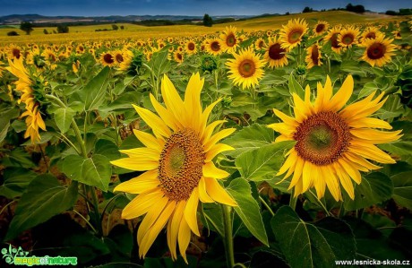Pole slunečnic z jižní Francie - Foto Ladislav Hanousek 0618