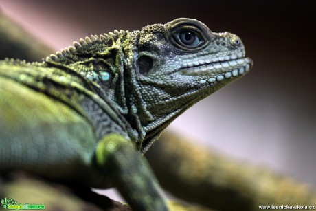 ZOO Liberec - Hydrosaurus weberi - Foto Angelika Špicarová