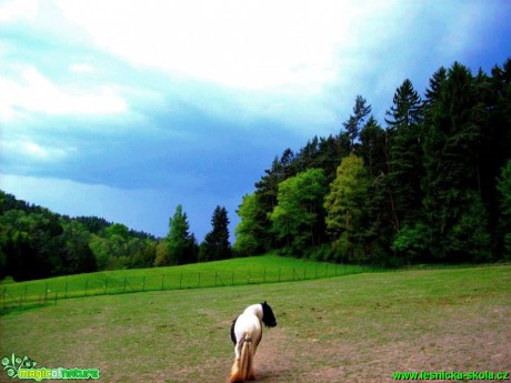 Pastva před bouří - Foto Martina Bumbuová