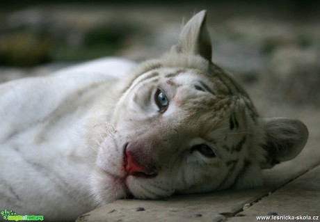 ZOO Liberec - Tygr indický - Foto Angelika Špicarová