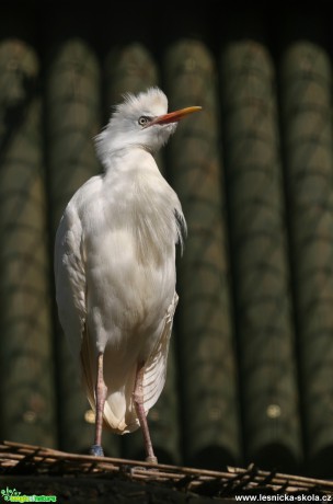 ZOO Liberec - Volavka - Foto Angelika Špicarová