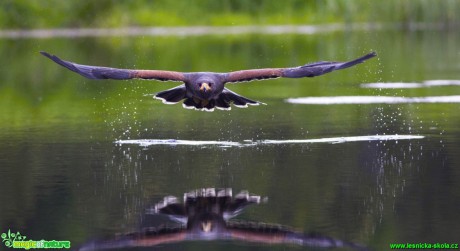 Káně Harrisova - Parabuteo unicinctus - Foto  František Haase - Falcopredonum.cz