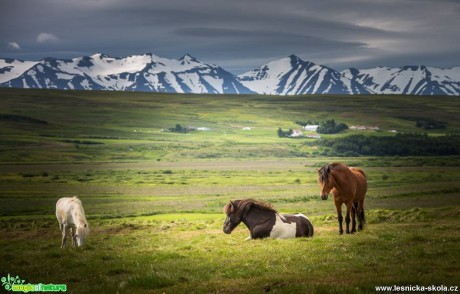 Divokých koní jsou na Islandu stovky - Foto Ladislav Hanousek