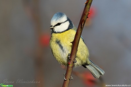 Sýkora modřinka - Cyanistes caeruleus - Foto Irena Wenischová 0917 (1)