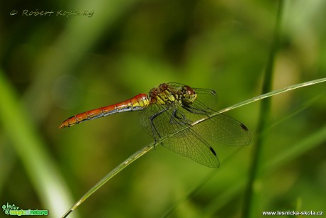 Vážka rudá - Sympetrum sanguineum ♀ - Foto Robert Kopecký 0417