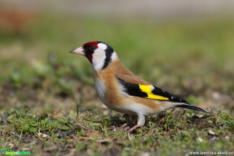 Stehlík obecný - Carduelis carduelis - Foto Irena Wenischová 0917