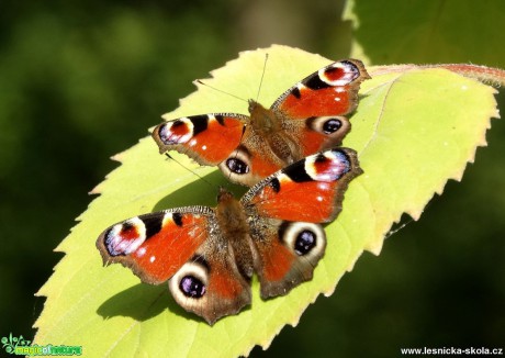 Fotografování motýlů - Foto Miloslav Míšek 1117 (2)