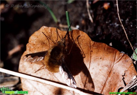 Dlouhososka velká - Bombylius major - Foto Robert Kopecký