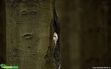 Sova pálená - Tyto alba - Foto Lukáš Zahrádka 0917