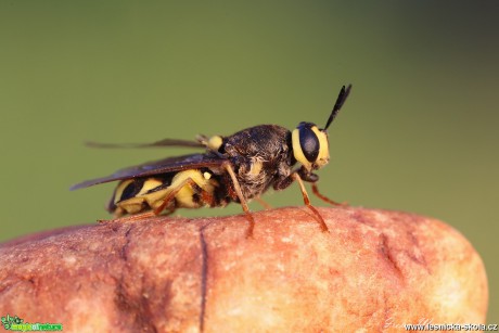 Bráněnka - Stratiomys potamida - Foto Irena Wenischová 0118