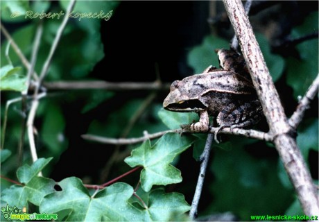 Skokan hnědý - Rana temporaria - Foto Robert Kopecký