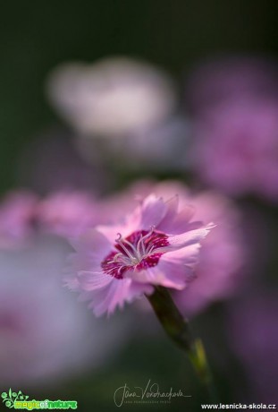 Krása květů - Foto Jana Vondráčková 0618