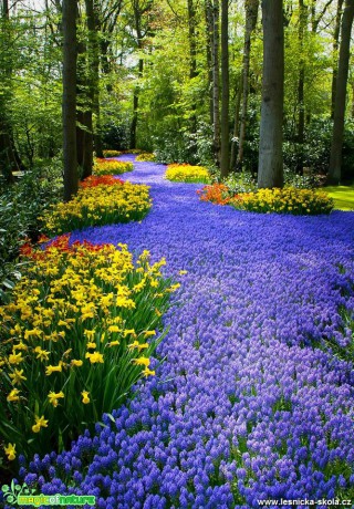 Květinový park Keukenhof v Holandsku - Foto Ladislav Hanousek 0518