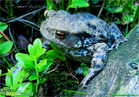 Ropucha obecná - Bufo bufo - Foto Robert Kopecký