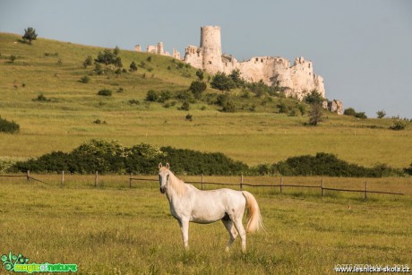 Na pastvě v podhradí - Foto Jozef Pitoňák 0618 (2)