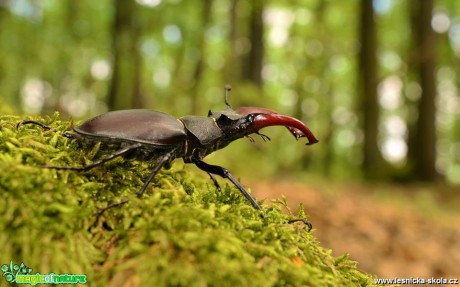 Roháč obecný - Lucanus cervus - Foto Dušan Sedláček 0618