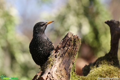 Špaček obecný - Foto Irena Wenischová 0518