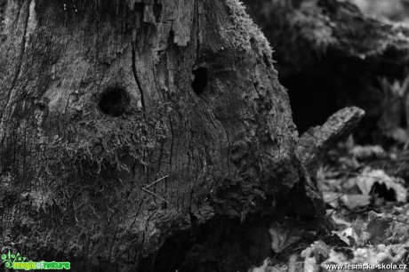 Tajemné tvary dřeva - Foto Tomáš Kunze 0218 (2)