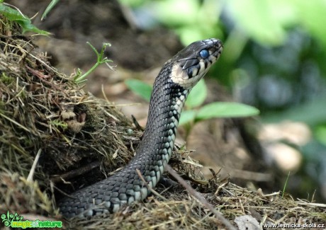 Užovka obojková - Natrix natrix - Foto MIloslav Míšek 0618