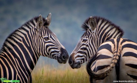 Zebry z Afriky - Foto Ladislav Hanousek 0318